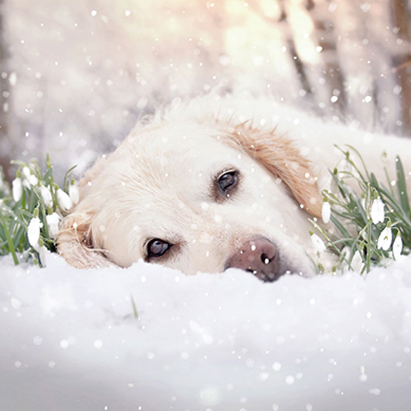 Ling Design Charity Christmas Cards - Dog In Snowdrops (Pack of 6) image 0