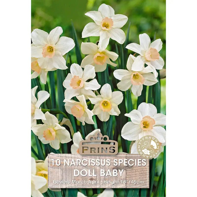 Narcissus 'Doll Baby' (10 bulbs) image 0