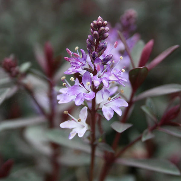 Hebe 'Caledonia' image 0