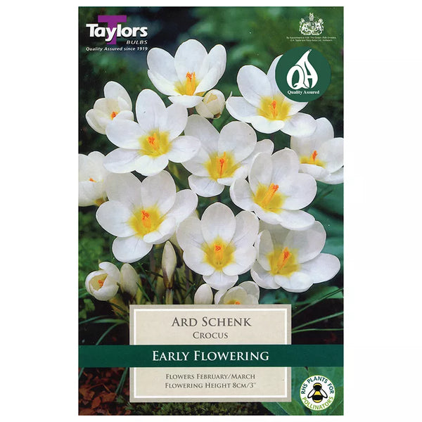 Crocus 'Ard Schenk' (10 bulbs) image 0