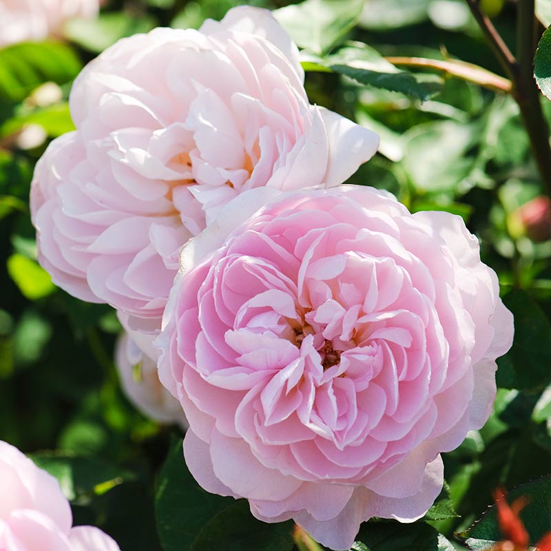 David Austin Gentle Hermione® English Shrub Rose (6-Litre Pot) image 0