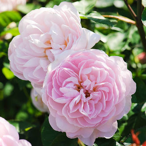 David Austin Gentle Hermione® English Shrub Rose (6-Litre Pot) image 0
