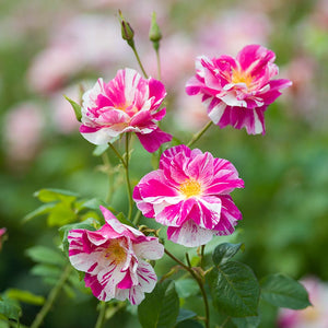 David Austin The King’s Rose™ English Shrub Rose (6-Litre Pot) image 2
