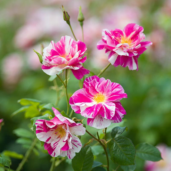 David Austin The King’s Rose™ English Shrub Rose (6-Litre Pot) image 2