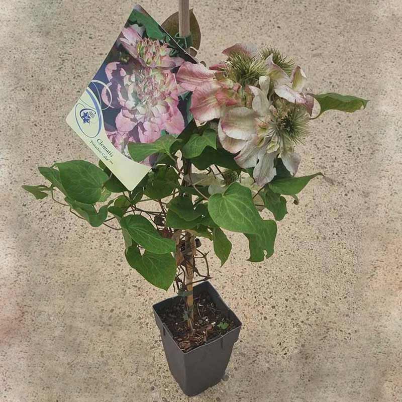 Clematis ‘Pistachio Cake’ (2-Litre Pot) image 0