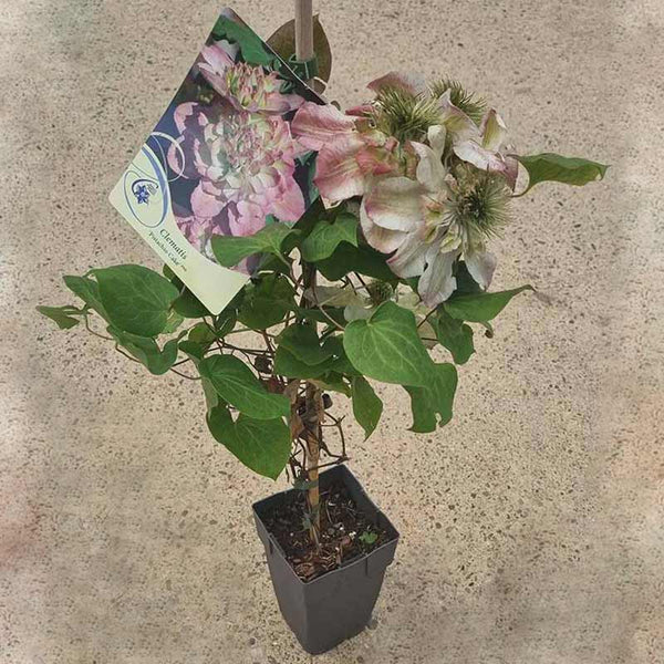 Clematis ‘Pistachio Cake’ (2-Litre Pot) image 1