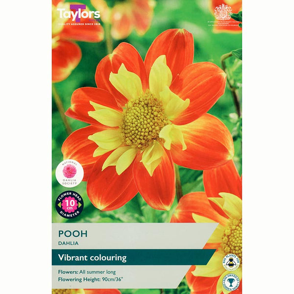 Dahlia ‘Pooh’ with Red-Orange and Yellow Flowers (1 Tuber) image 0