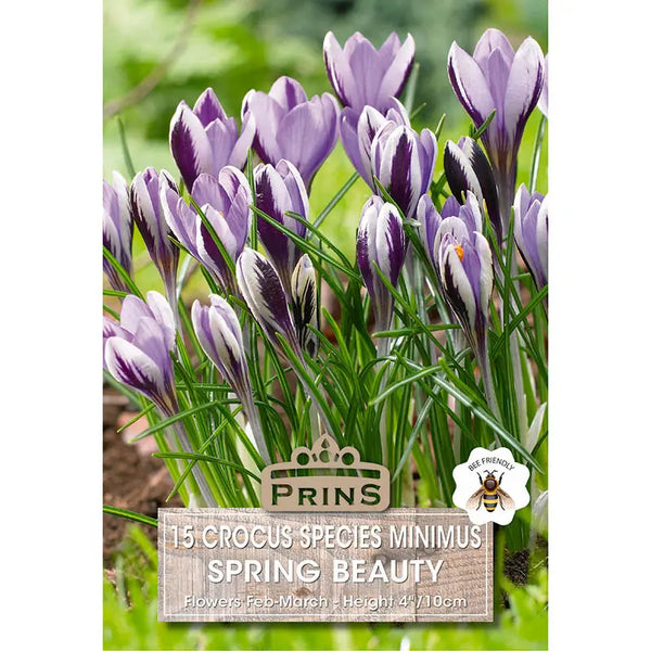 Crocus 'Spring Beauty' (15 bulbs) image 0