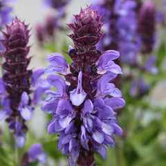 Salvia 'Blue Marvel' image 0