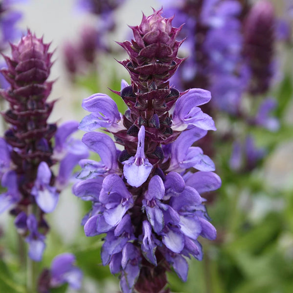 Salvia 'Blue Marvel' image 0