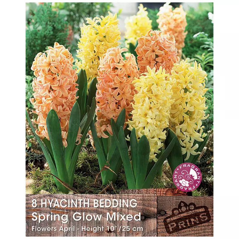 Hyacinth 'Spring Glow Mixed' (8 bulbs) image 0