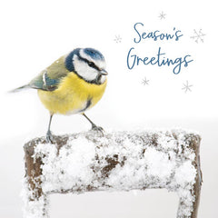 RSPB Small Square Christmas Cards - Season's Greetings (Pack of 10) image 0