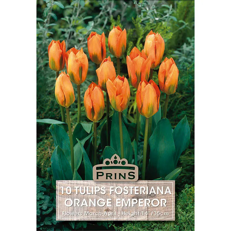 Tulip 'Orange Emperor' (10 bulbs) image 0