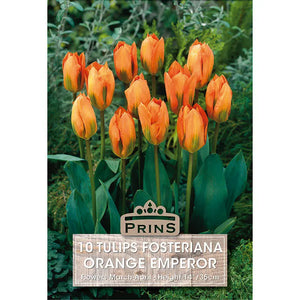 Tulip 'Orange Emperor' (10 bulbs) image 0