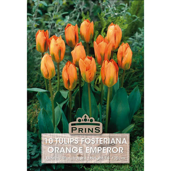 Tulip 'Orange Emperor' (10 bulbs) image 0