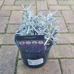 Lavandula X Intermedia Vera (2-Litre Pot) image 0