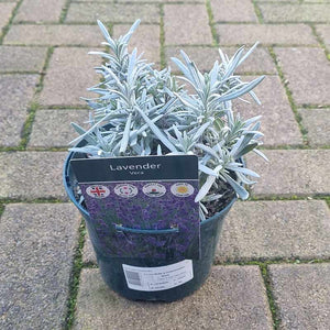 Lavandula X Intermedia Vera (2-Litre Pot) image 0