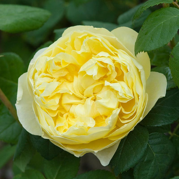 David Austin Charles Darwin® English Shrub Rose (6-Litre Pot) image 3