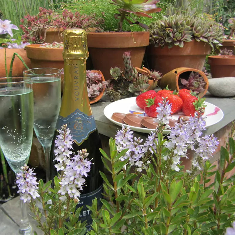 Hebe 'Champagne Ice' image 0