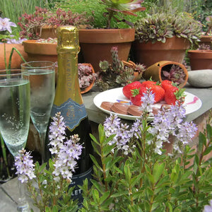 Hebe 'Champagne Ice' image 1