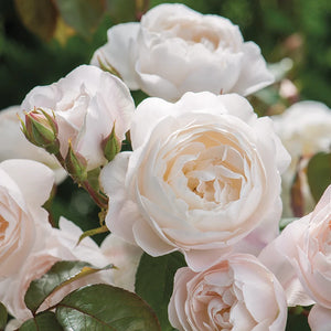 David Austin Desdemona® English Shrub Rose (6-Litre Pot) image 2