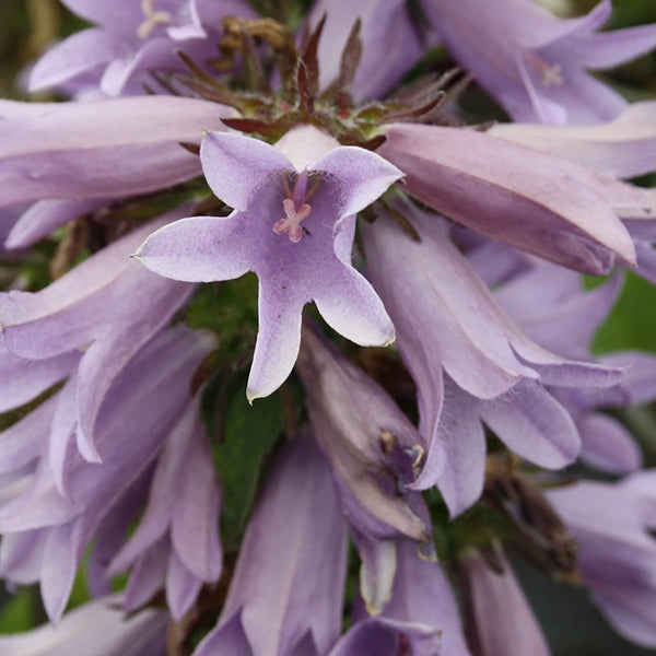 Campanula 'Viking' image 0