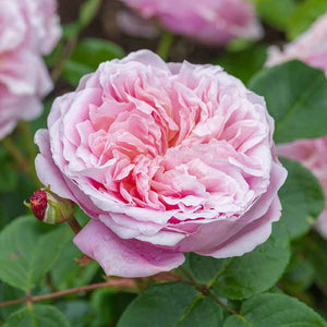 David Austin Eustacia Vye® English Shrub Rose (6-Litre Pot) image 2