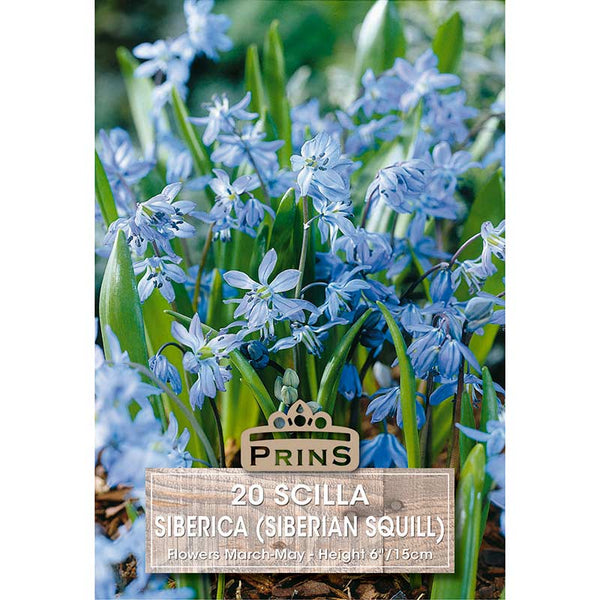 Scilla siberica (20 bulbs) image 0