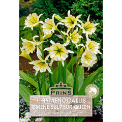 Hymenocallis Ismene festalis 'Sulphur Queen' (1 bulb) image 0