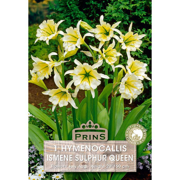 Hymenocallis Ismene festalis 'Sulphur Queen' (1 bulb) image 0