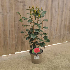 Camellia Japonica 'April Rose' (3-Litre Pot) image 0