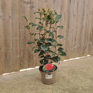 Camellia Japonica 'April Rose' (3-Litre Pot) image 0