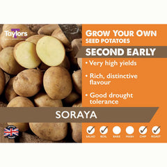 Soraya Second Early Seed Potatoes (2kg Bag) image 0