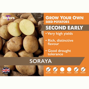 Soraya Second Early Seed Potatoes (2kg Bag) image 0