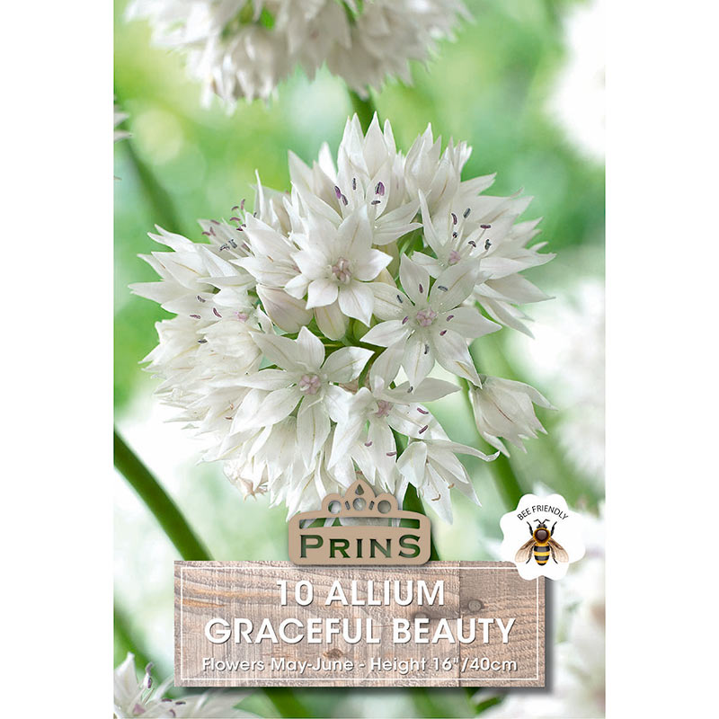 Allium ‘Graceful Beauty’ (10 Bulbs) image 0