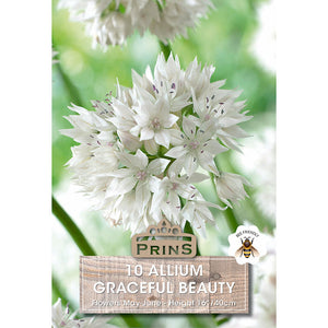 Allium ‘Graceful Beauty’ (10 Bulbs) image 0
