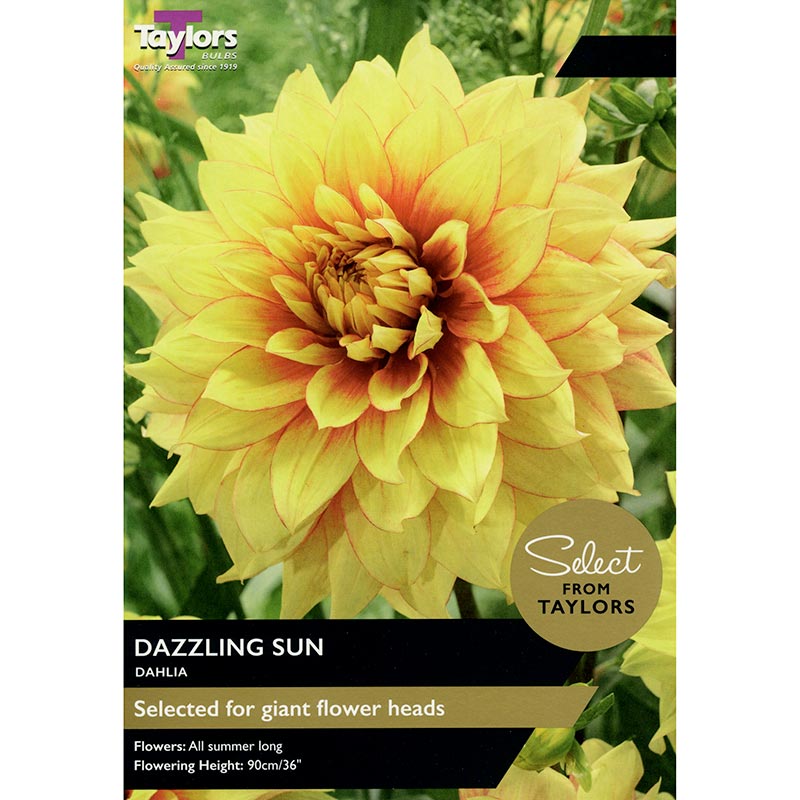 Dahlia Decorative 'Dazzling Sun' (2 Tubers) image 0