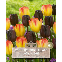 Tulip 'Lazy Night' (25 bulbs) image 0