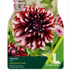 Dahlia 'Tartan' (2 Tubers) image 0