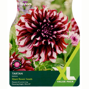 Dahlia 'Tartan' (2 Tubers) image 0