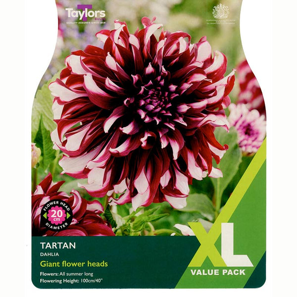 Dahlia 'Tartan' (2 Tubers) image 0