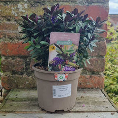 Hebe Addenda® ‘Vinoa Purple’ (2-Litre Pot) image 0