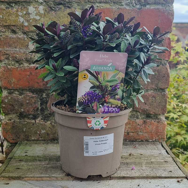 Hebe Addenda® ‘Vinoa Purple’ (2-Litre Pot) image 0