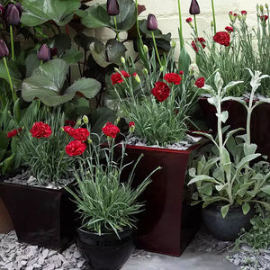 Dianthus 'Passion' image 4