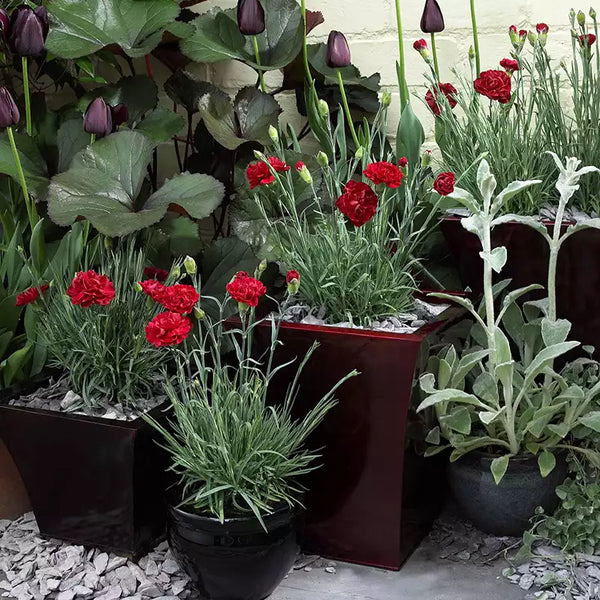 Dianthus 'Passion' image 4