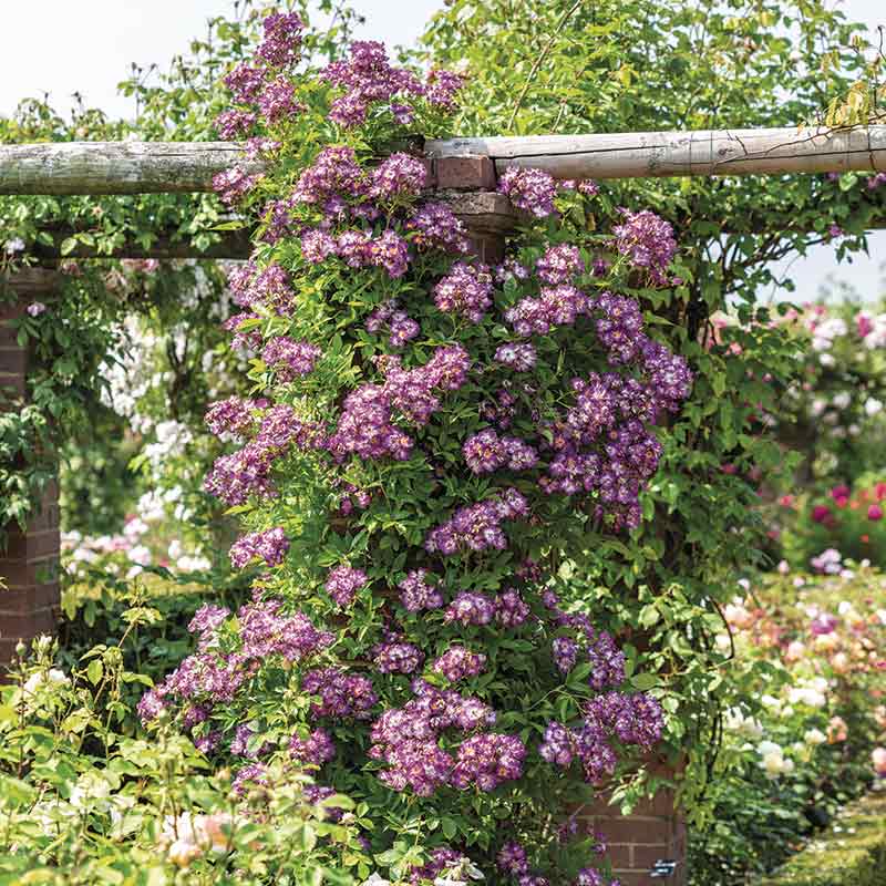 David Austin Veilchenblau® Rambling Rose (6-Litre Pot) image 0