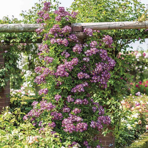 David Austin Veilchenblau® Rambling Rose (6-Litre Pot) image 1