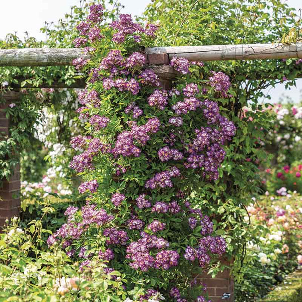 David Austin Veilchenblau® Rambling Rose (6-Litre Pot) image 1