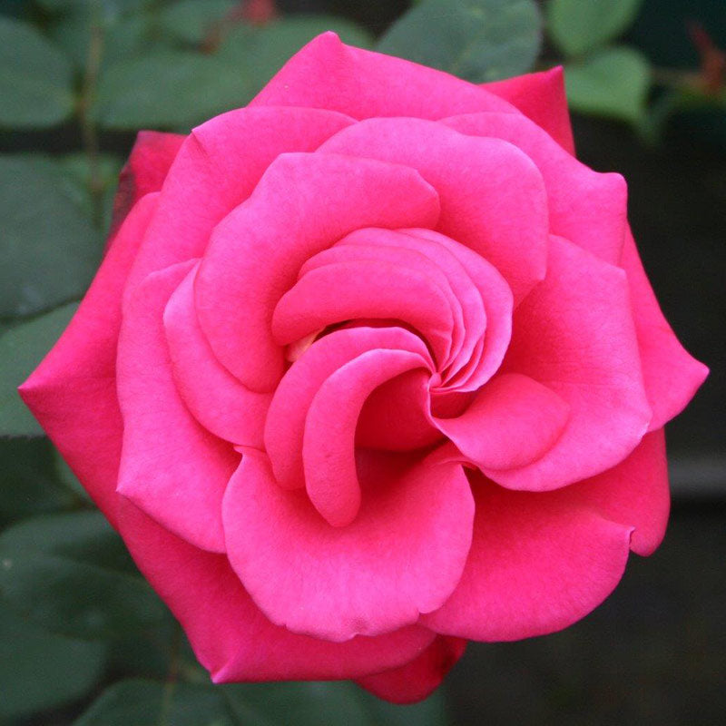 Whartons Roses ‘Timeless Charisma’ Hybrid Tea Shrub Rose (4-Litre Pot) image 0