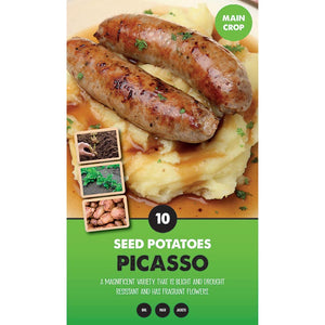Picasso Main Crop Seed Potatoes - Pack of 10 image